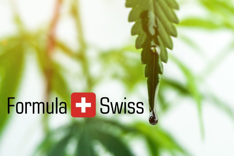 Hvorfor formula swiss’ cannabisdråber er danske kunders favorit